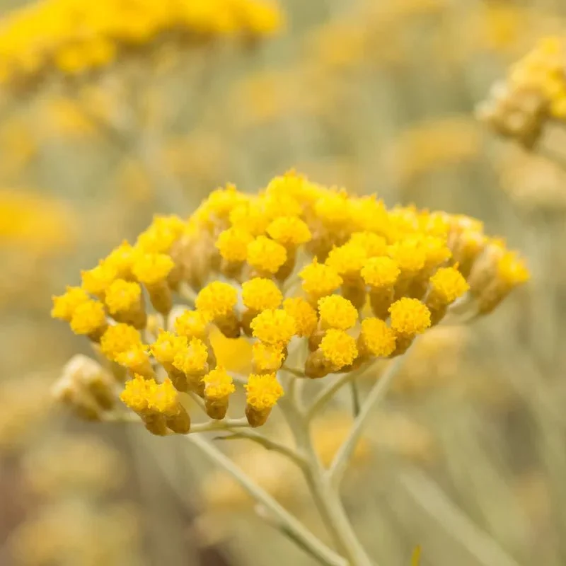 French Immortelle Oil 15 ml