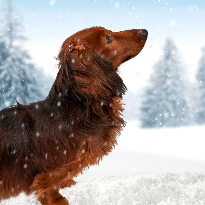 Dachshund Hair Clip
