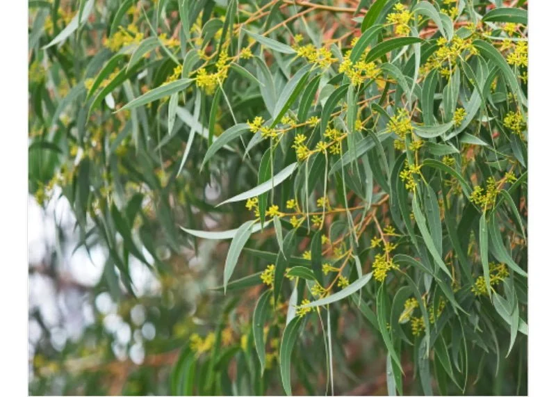 Eucalyptus Essential Oil | Organic 15 ml