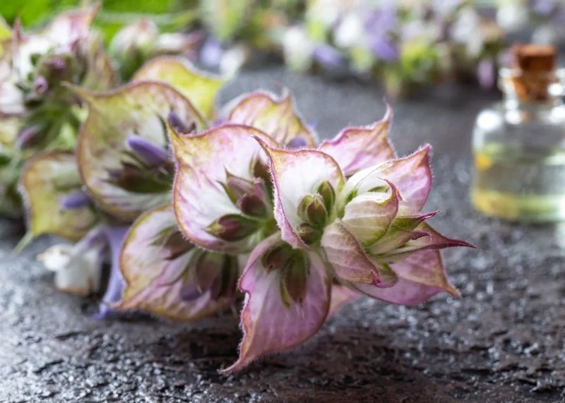 Clary Sage Essential Oil | Sustainably Cultivated 15 ml