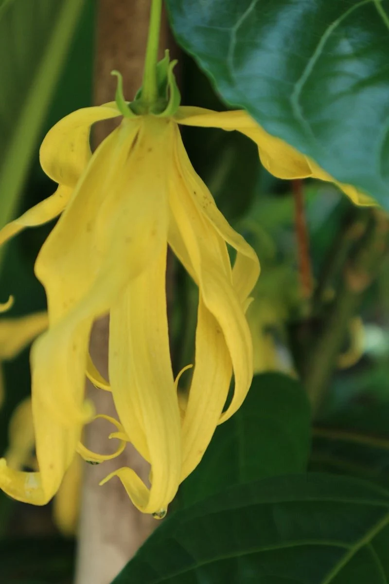 Complete Ylang Ylang Essential Oil | Organic 15 ml
