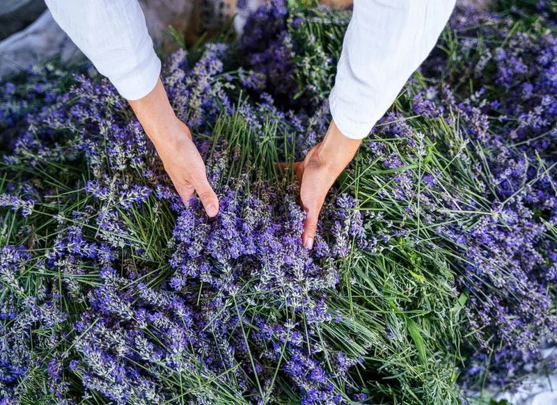 Lavender Kashmir Essential Oil | Sustainably Cultivated 15 ml