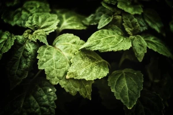 Patchouli Essential Oil | Sustainably Harvested 15 ml