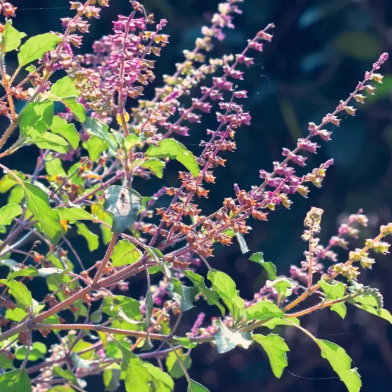 Tulsi Holy Basil Essential Oil | Sustainably Cultivated 15 ml