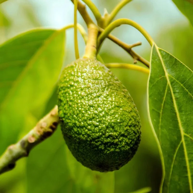 Lime Caviar Collagen-Rich Firming Cream