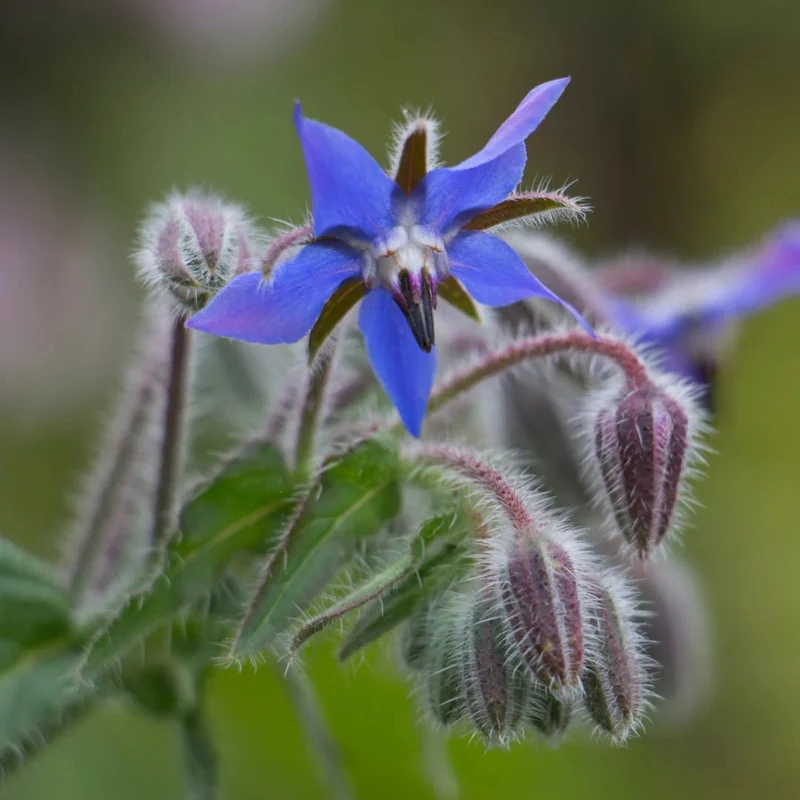 French Borage Oil 30 ml