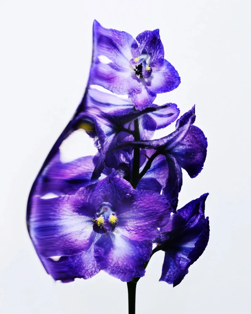 All Over Colour Damaskino 5 g