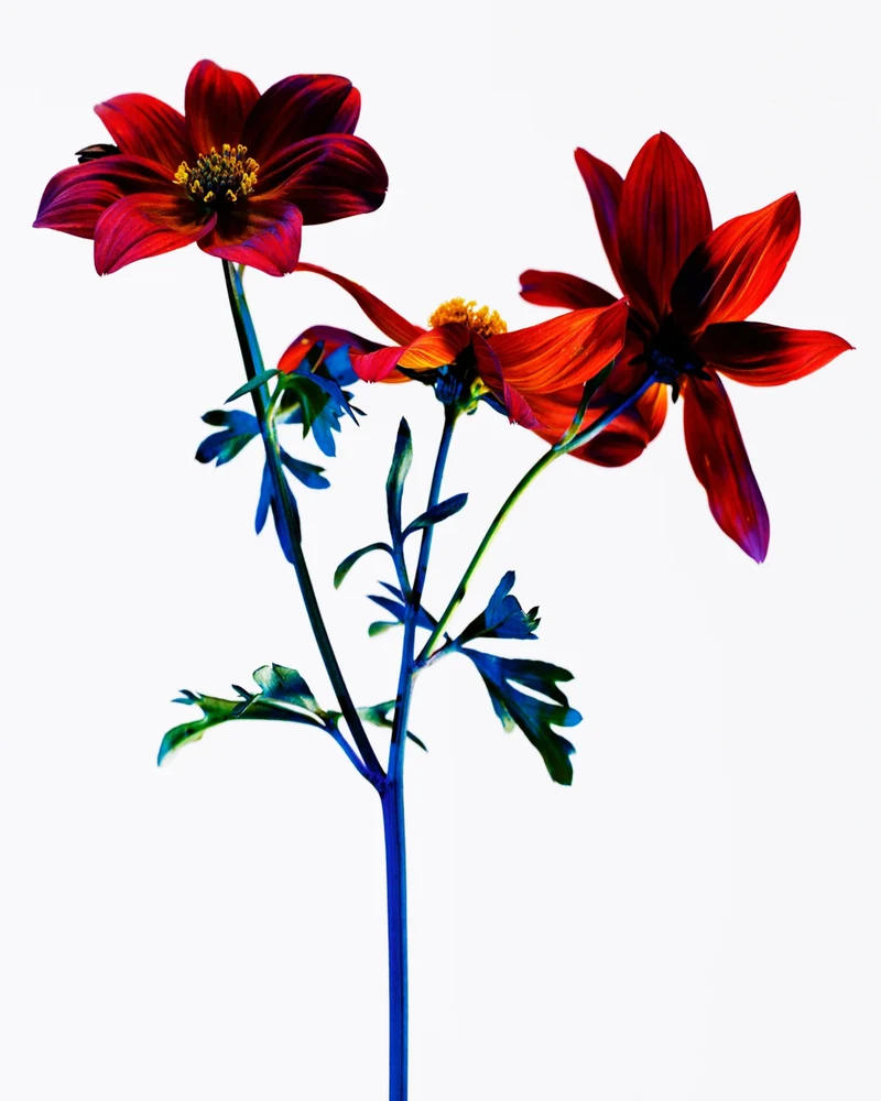 All Over Colour Gazania 5 g